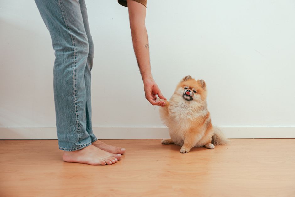 Cute Pomeranian dog giving paw to owner indoors on a wooden floor, showing a charming pet interaction.